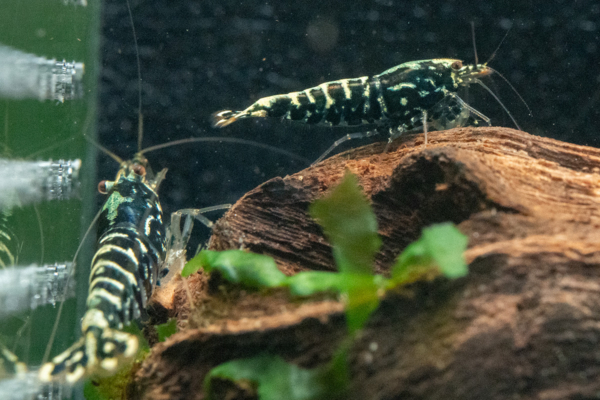 Blue Galaxy Snowflake Shrimp - Image 2