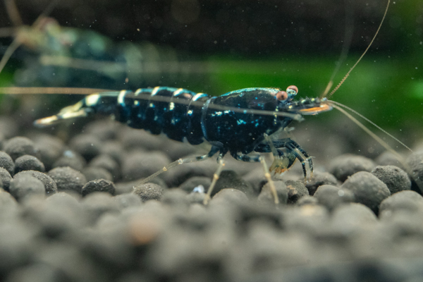 Blue Galaxy Snowflake Shrimp - Image 3