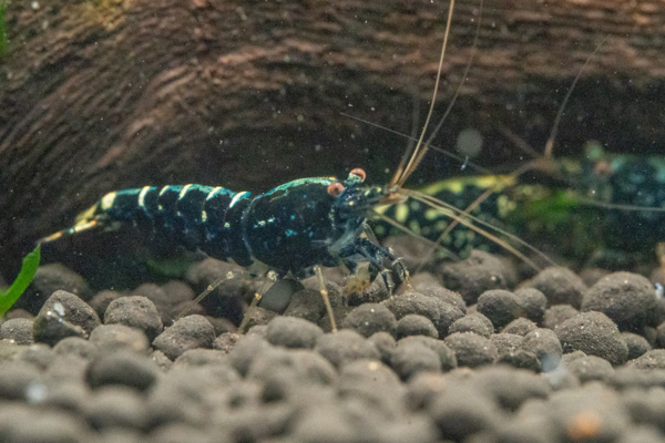 Blue Galaxy Snowflake Shrimp - Image 4