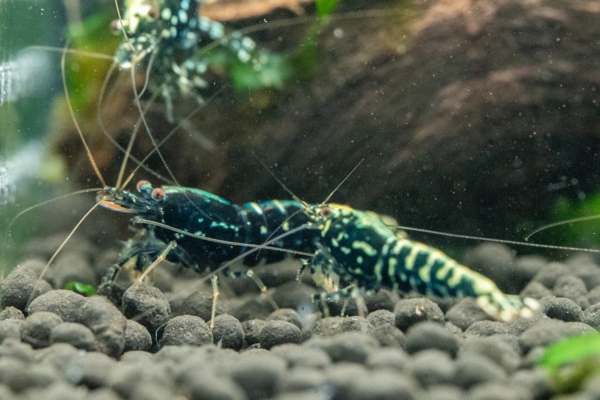 Blue Galaxy Snowflake Shrimp - Image 5