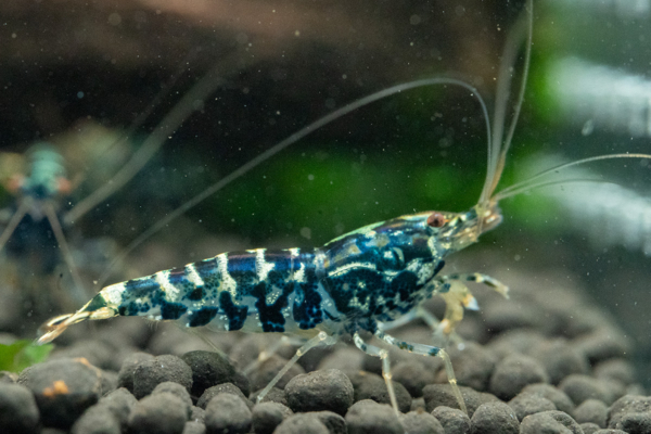 Blue Galaxy Snowflake Shrimp