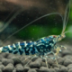 Blue Galaxy Snowflake Shrimp