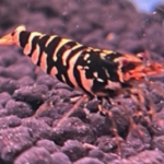 Hornet Shrimp