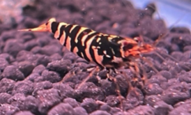 Hornet Shrimp