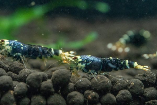 Purple Metallic Shrimp - Image 2