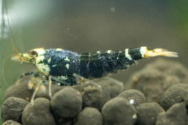 Purple Metallic Caridina