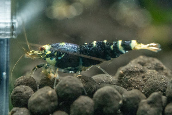 Purple Metallic Shrimp - Image 4