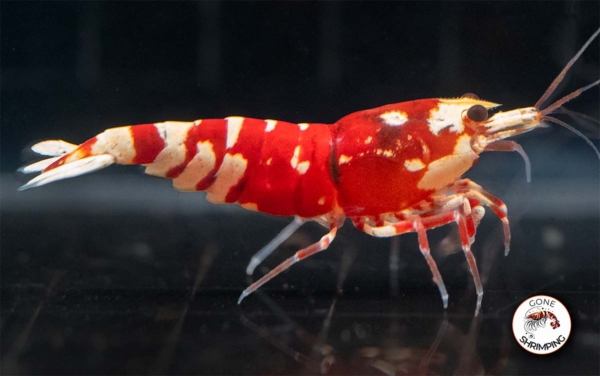 Red Fancy Tiger Shrimp Gone Shrimping