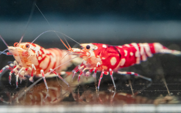 Red Fancy Tiger Shrimp Gone Shrimping 2