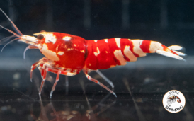 Red Fancy Tiger Shrimp Gone Shrimping