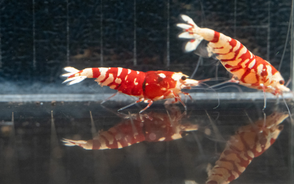 Red Fancy Tiger Shrimp Gone Shrimping 3