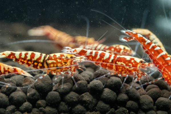 Red Snowflake Shrimp - Image 2