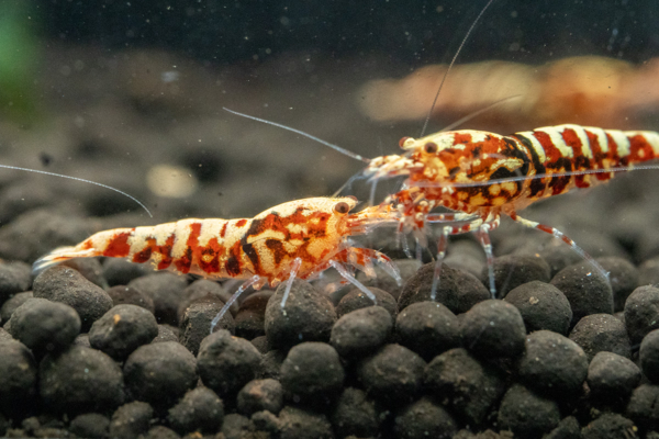 Red Snowflake Shrimp - Image 3