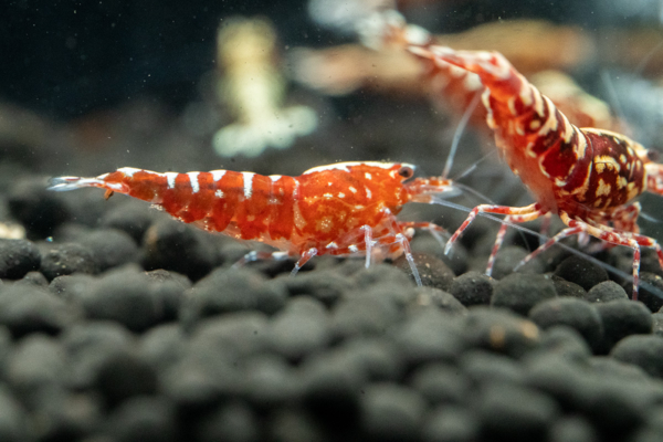 Red Snowflake Shrimp - Image 4