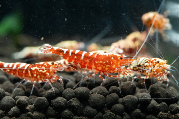 Red Snowflake Shrimp - Image 5