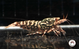 Red Galaxy Snowflake Shrimp Gone Shrimping