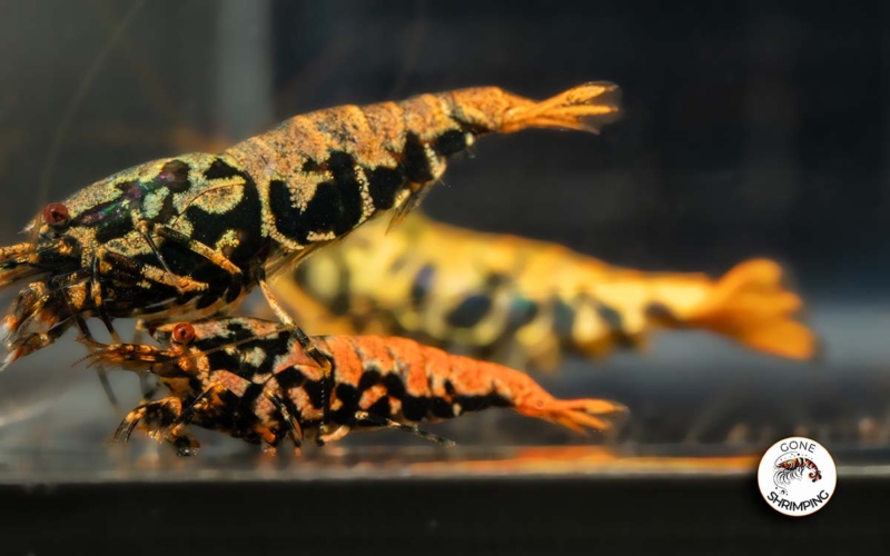 Orange Base Boa Breeding Group