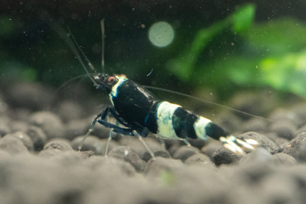 Black King Kong Shrimp - Image 2