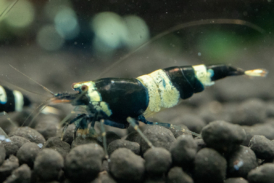 Black King Kong Shrimp