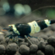 Black King Kong Shrimp