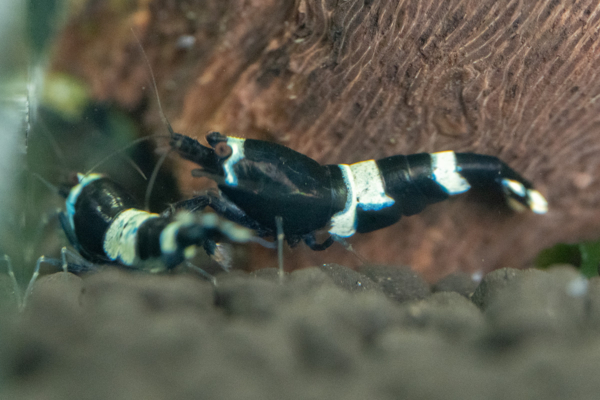 Black King Kong Shrimp - Image 3