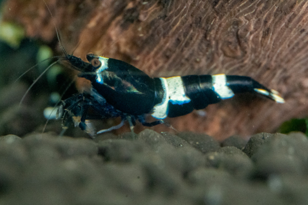 Black King Kong Shrimp - Image 4