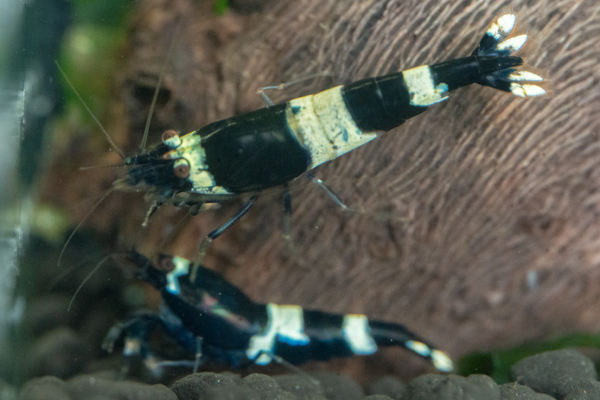 Black King Kong Shrimp - Image 5