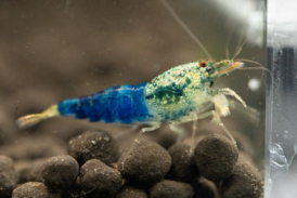 Blue Steel Caridina Shrimp