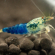 Blue Steel Caridina Shrimp