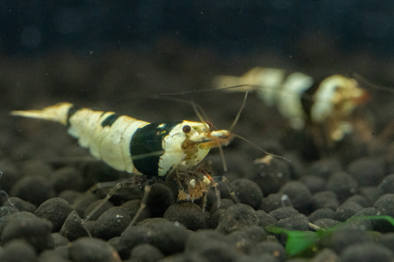 Pure Black Line Shrimp A-S - Image 2