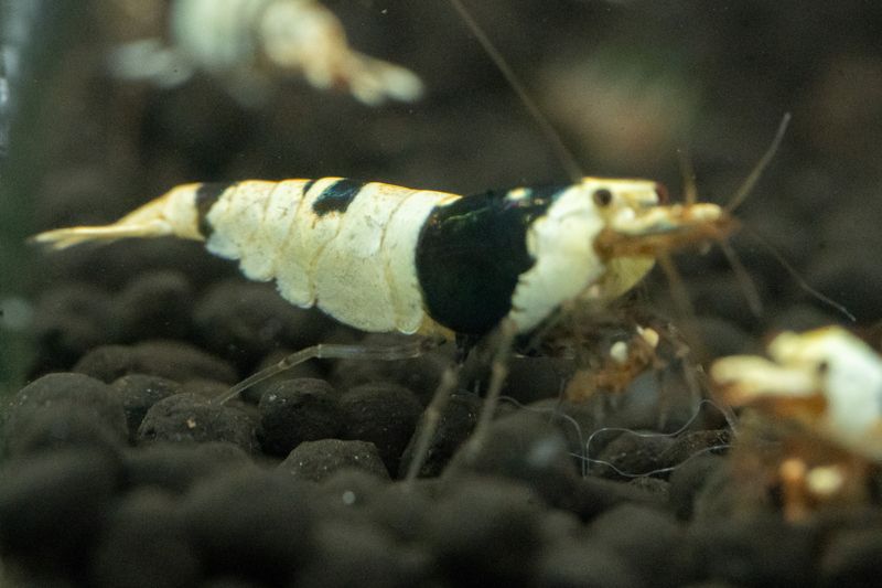 Pure Black Line Shrimp A-S - Image 3