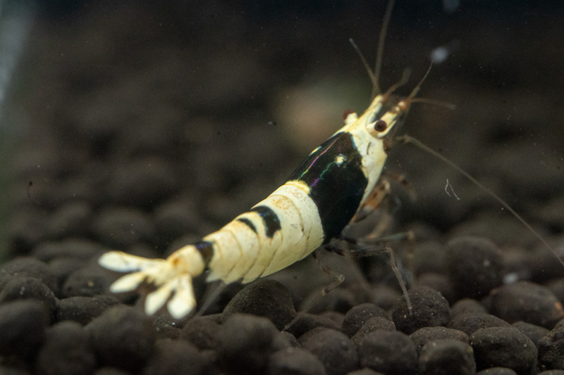 Pure Black Line Shrimp A-S - Image 4