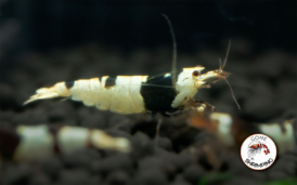 Pure Black Line Shrimp Gone Shrimping