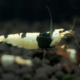 Pure Black Line Shrimp Gone Shrimping