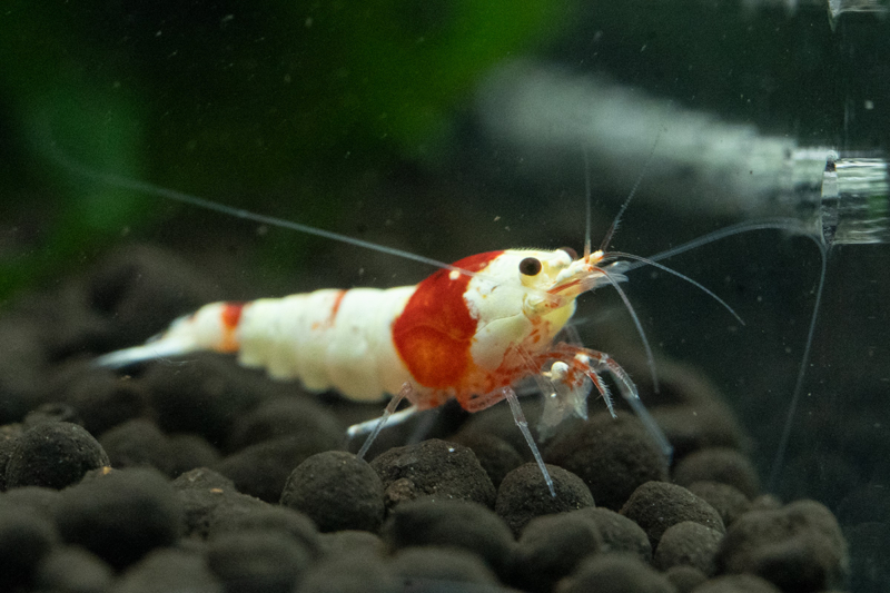 Pure Red Line Shrimp K14 - Image 2