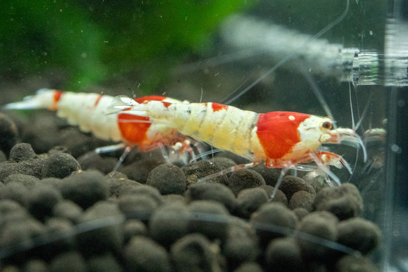 Pure Red Line Shrimp K14 - Image 3