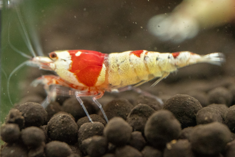 Pure Red Line Shrimp K14 - Image 4