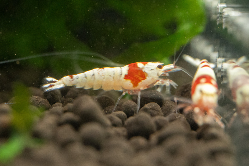 Pure Red Line Shrimp K14 - Image 5