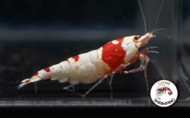 Pure Red Line Shrimp Gone Shrimping