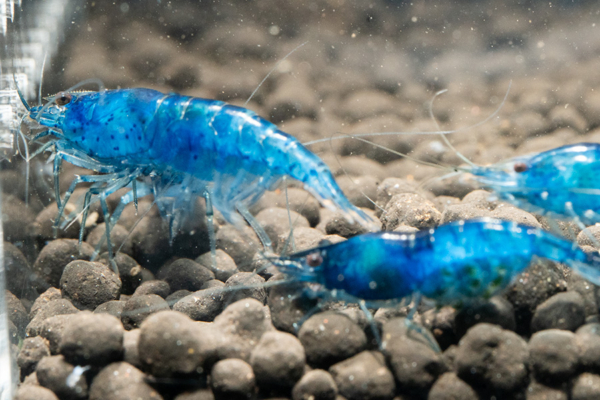 Blue Dream Shrimp 2