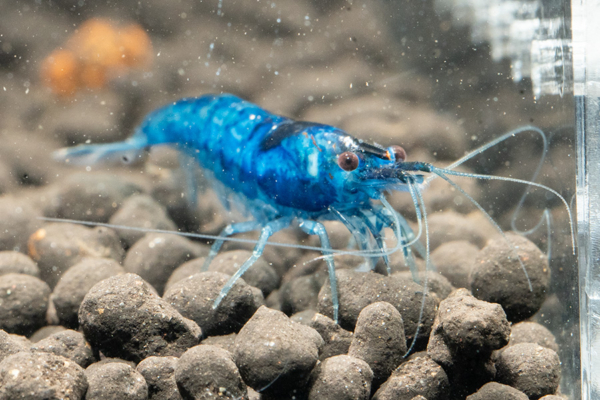 Blue Dream Shrimp