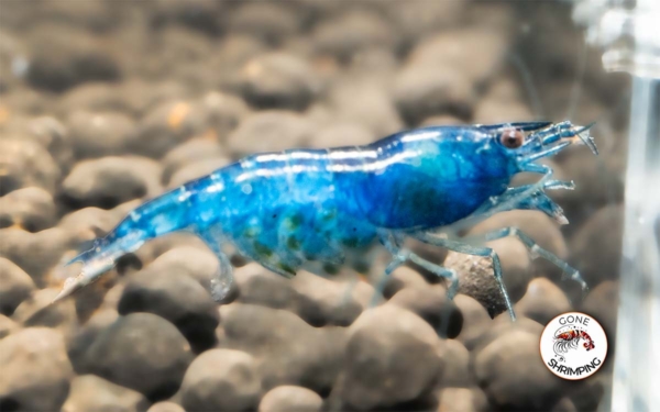 Blue Dream Shrimp Gone Shrimping