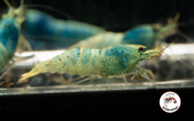 Blue Steel Shrimp Gone Shrimping