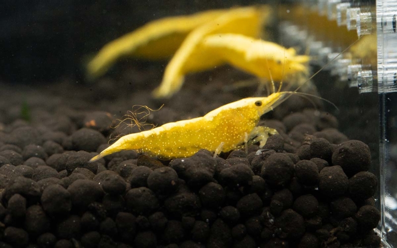 Yellow Goldenback G2