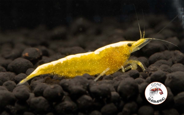 Yellow Goldenback Shrimp Gone Shrimping