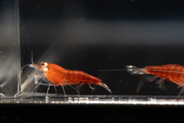 Crystal Red Santa Shrimp - Image 2