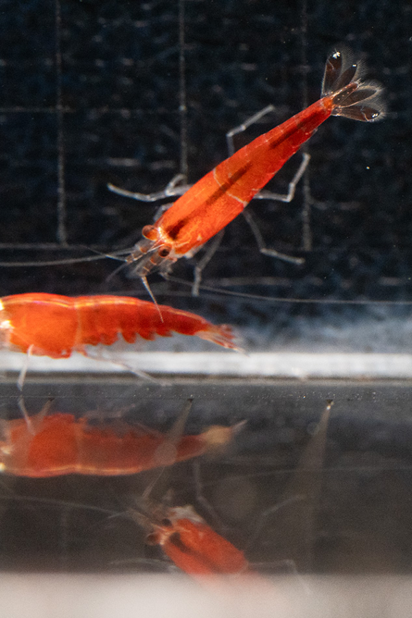 Crystal Red Santa Shrimp - Image 3