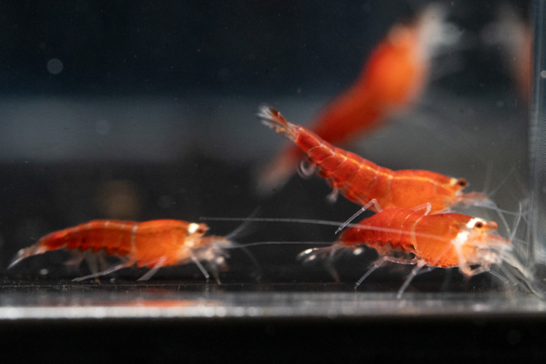 Crystal Red Santa Shrimp - Image 4