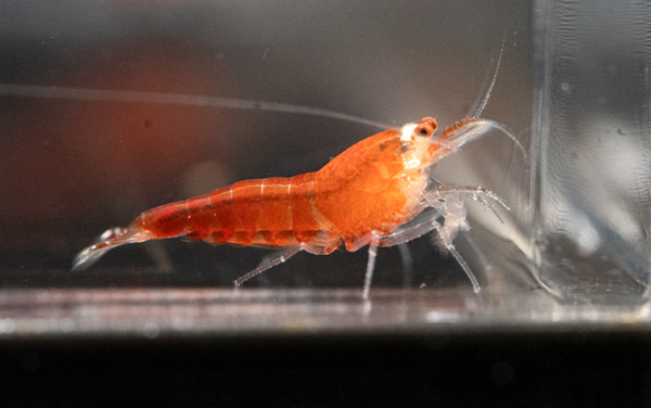 Crystal Red Santa Shrimp Gone Shrimping