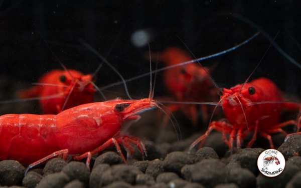 Fire Red Shrimp G1